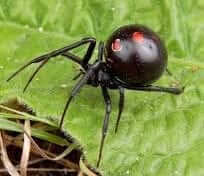 Обережно павуки! детская больница запорожье КНП «Міська дитяча лікарня №5» ЗМР – це єдина у місті Запоріжжі багатопрофільна дитяча лікарня, де сконцентровано всі види надання спеціалізованої медичної допомоги дитячому населенню: стаціонарної, консультативної амбулаторно-поліклінічної та виїзної для інтенсивної терапії новонародженим.