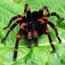 Обережно павуки! детская больница запорожье КНП «Міська дитяча лікарня №5» ЗМР – це єдина у місті Запоріжжі багатопрофільна дитяча лікарня, де сконцентровано всі види надання спеціалізованої медичної допомоги дитячому населенню: стаціонарної, консультативної амбулаторно-поліклінічної та виїзної для інтенсивної терапії новонародженим.