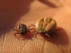 Обережно – кліщі! детская больница запорожье КНП «Міська дитяча лікарня №5» ЗМР – це єдина у місті Запоріжжі багатопрофільна дитяча лікарня, де сконцентровано всі види надання спеціалізованої медичної допомоги дитячому населенню: стаціонарної, консультативної амбулаторно-поліклінічної та виїзної для інтенсивної терапії новонародженим.